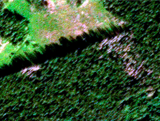 Satelliittikuva, jossa kuolleet puut erottuvat harmaina. Lähde: Skywatch