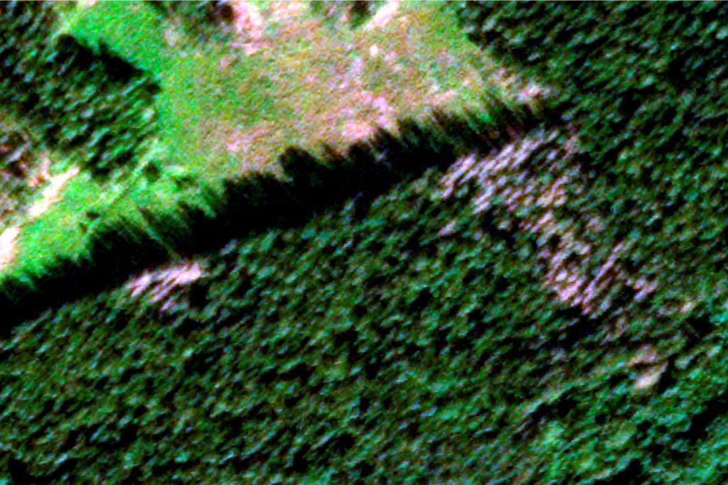 Satelliittikuva, jossa kuolleet puut erottuvat harmaina. Lähde: Skywatch