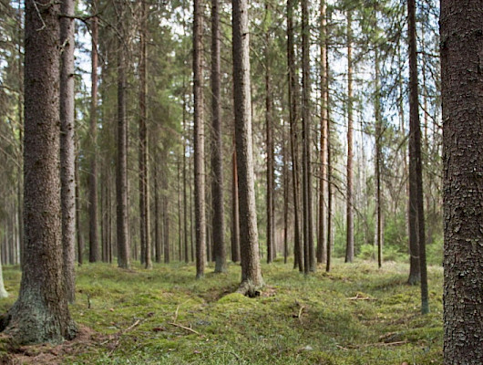 Kuva: Julia Hautojärvi, Maanmittauslaitos 