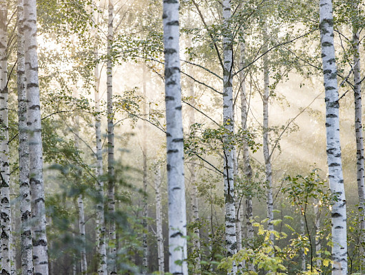 Kuva: Stora Enso, kuvaaja Mikko Nikkinen