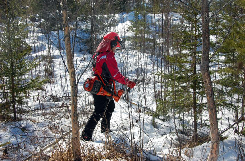 Taimikon ja nuoren metsän hoidon tuen hakuaika lyheni