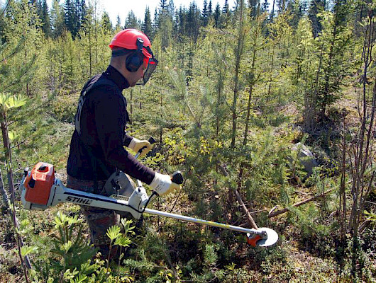 Kuva: Metsäkeskus