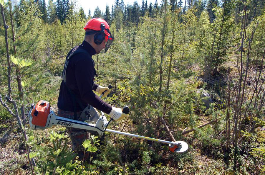 Kuva: Metsäkeskus
