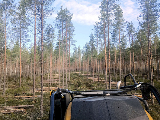 Lämmöksi Oy laajentaa toimintaansa. Uusi energiapuun hankintayhtiö on nimetty Kaunismetsä Oy:ksi.