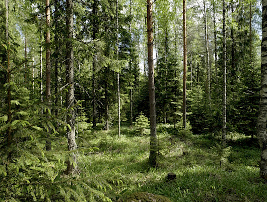 Innofor Finland auttaa metsäomistajia saamaan säännöllisiä tuottoja luontoarvot huomioivalla jatkuvan kasvatuksen menetelmällä.