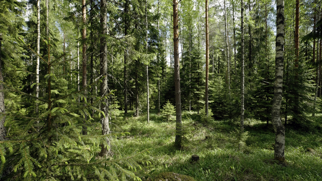 Innofor Finland auttaa metsäomistajia saamaan säännöllisiä tuottoja luontoarvot huomioivalla jatkuvan kasvatuksen menetelmällä.