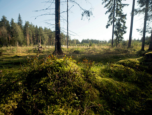 Tämän kuvion keskellä olevalle kumpareelle istutettiin mäntyä, ympäröivälle alueelle kuusta ja koivua. Jo tämä olisi hyvä puulajimäärä talousmetsässä. Tällä kuviolle istutettiin lisäksi reuna- ja vaihettumisalueille terveleppää ja tammea.