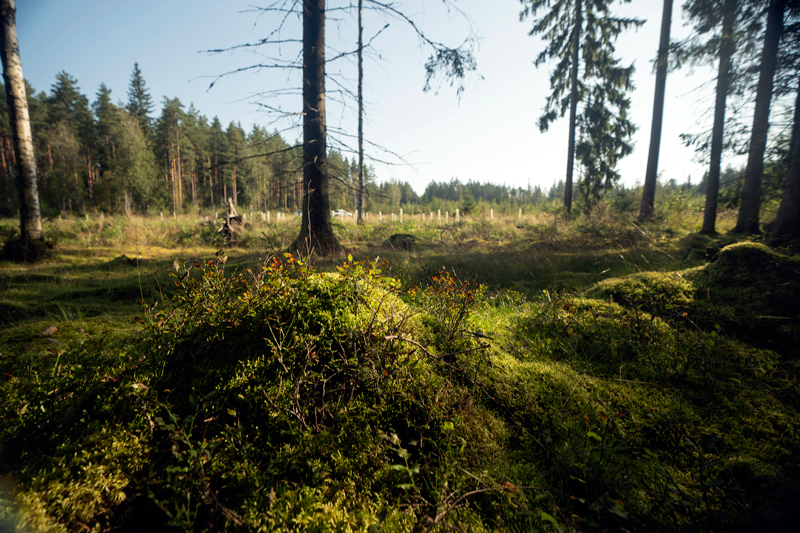 Tämän kuvion keskellä olevalle kumpareelle istutettiin mäntyä, ympäröivälle alueelle kuusta ja koivua. Jo tämä olisi hyvä puulajimäärä talousmetsässä. Tällä kuviolle istutettiin lisäksi reuna- ja vaihettumisalueille terveleppää ja tammea.