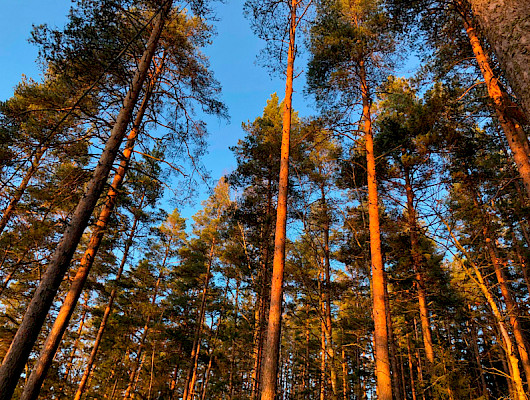 Puukauppa on tärkeä osa metsänhoitoa