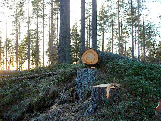 Metsäsektorin puunkäyttömäärät ovat korkealla tasolla ja yksittäiset tuotannon rajoitukset eivät ole vaikuttaneet suuresti kokonaiskuvaan.
