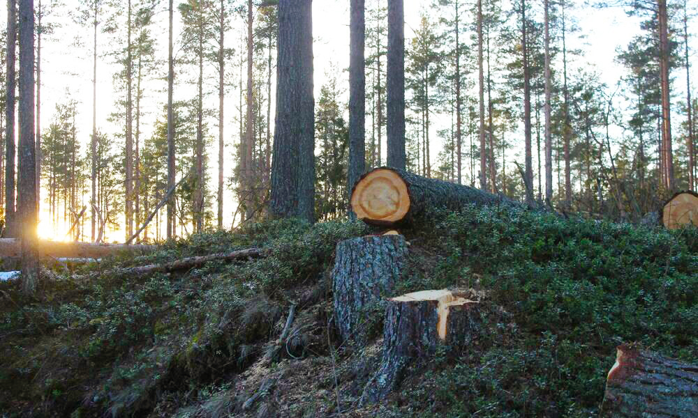 Metsäsektorin puunkäyttömäärät ovat korkealla tasolla ja yksittäiset tuotannon rajoitukset eivät ole vaikuttaneet suuresti kokonaiskuvaan.