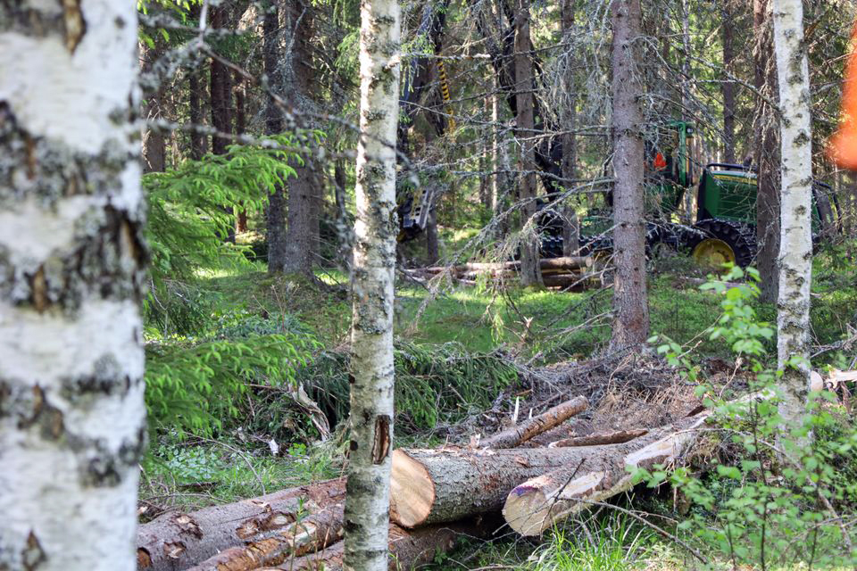 Metsänomistajien kiinnostus puukauppaan on laskusuunnassa