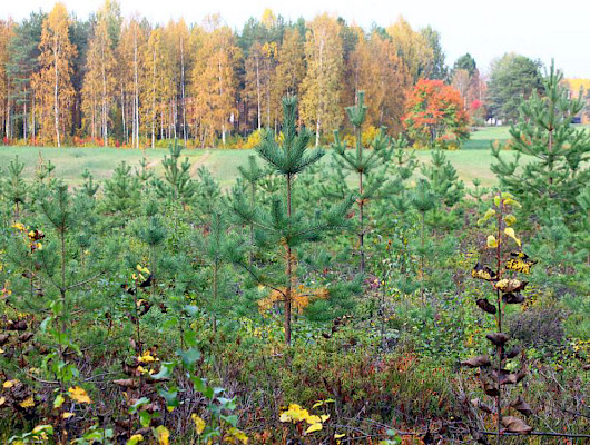 Taimikon ja nuoren metsän hoidon tukiehtoihin tulee muutoksia. Kuva Metsäkeskus