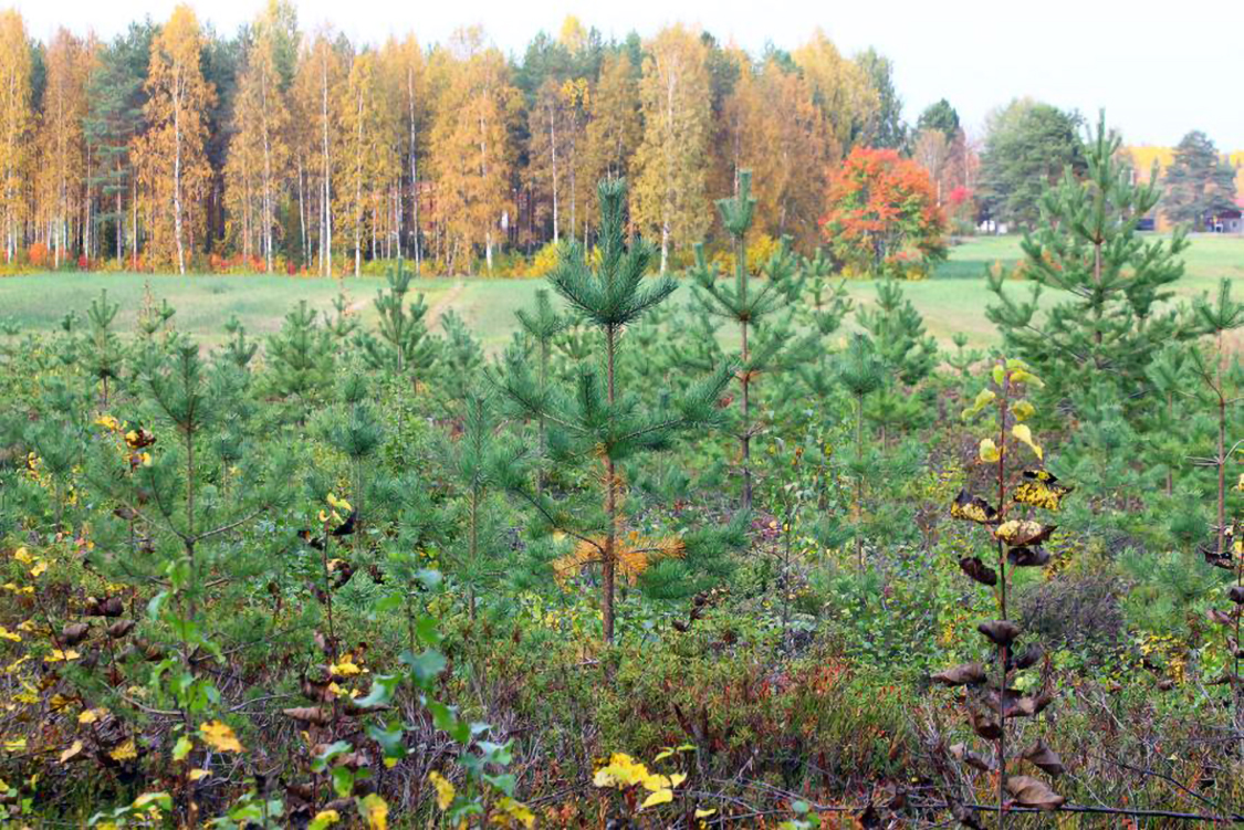 Taimikon ja nuoren metsän hoidon tukiehtoihin tulee muutoksia. Kuva Metsäkeskus