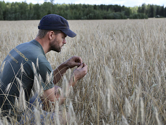 Vilja on Suomen ruokaturvan selkäranka – sää haastaa, ammattitaito pelastaa