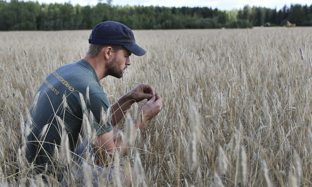 Vilja on Suomen ruokaturvan selkäranka – sää haastaa, ammattitaito pelastaa