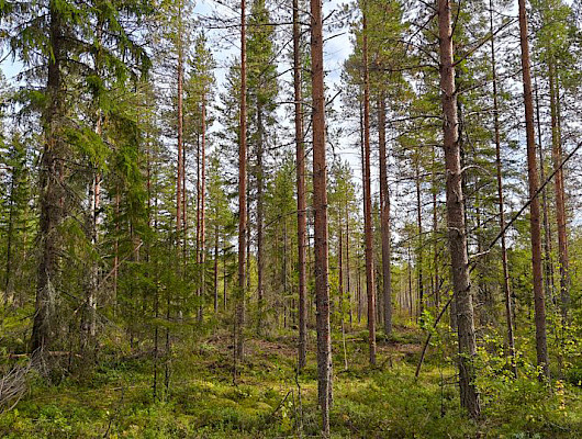 Hyvälaatuiset, hoidetut metsät ovat ostoslistojen kärjessä. Kuva Pasi Heikkinen