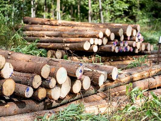 Puukauppamäärät laskivat merkittävästi vuonna 2025 – asiantuntijuuden merkitys korostuu kaupoille ryhdyttäessä