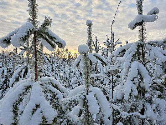 Metsäkiinteistömarkkinoilla on takana vilkas vuosi. Kuva Mika Venho.