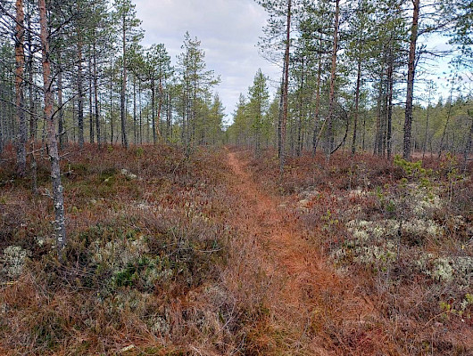 Kuikkasuo ennen ennallistamistoimenpiteitä. Alueella on sinne ojituksen jälkeen aikaansaatu puusto, joka kuivattaa haihdutusvaikutuksen myötä suota. Kuva Panu Kukkonen / Metsänhoitoyhdistys Pohjois-Karjala