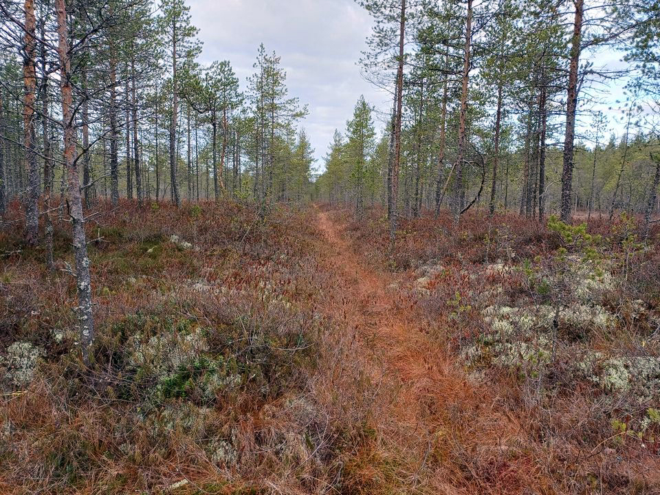 Kuikkasuo ennen ennallistamistoimenpiteitä. Alueella on sinne ojituksen jälkeen aikaansaatu puusto, joka kuivattaa haihdutusvaikutuksen myötä suota. Kuva Panu Kukkonen / Metsänhoitoyhdistys Pohjois-Karjala