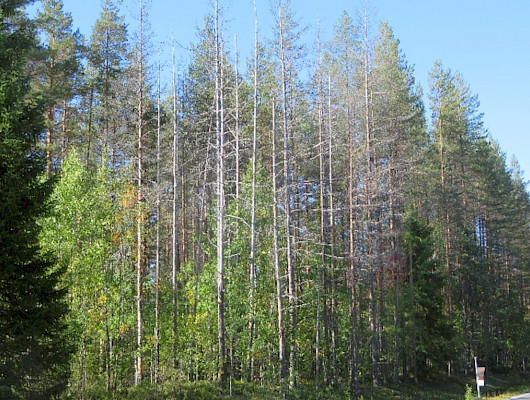 LahoDia-hankkeessa selvitetään männynjuurikäävän esiintymistä ja ominaispiirteitä pohjoisessa.