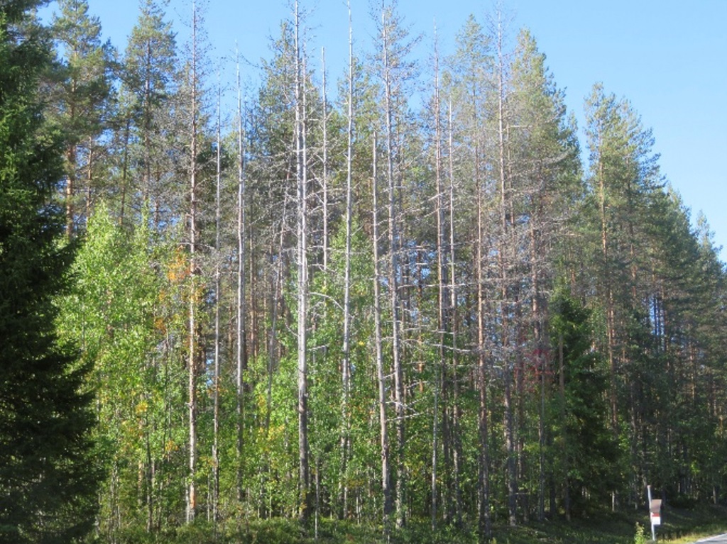 LahoDia-hankkeessa selvitetään männynjuurikäävän esiintymistä ja ominaispiirteitä pohjoisessa.
