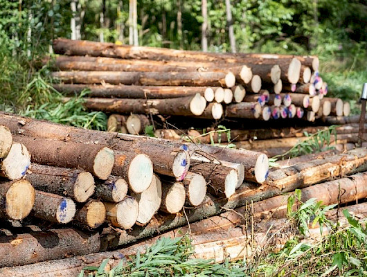 MTK:n Puumarkkinakatsaus: Puukaupan painopiste siirtymässä loppuvuoteen