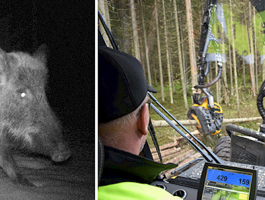 Koneyrittäjien Peltola sikarutosta: Rajoitusten vahingot metsäalalle eivät voi jäädä vain yksittäisen koneyrittäjän harteille