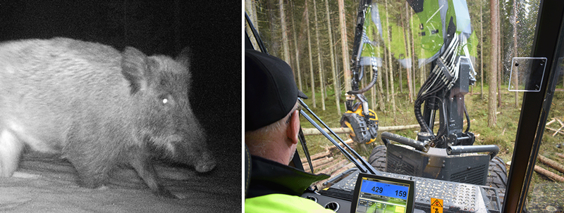 Koneyrittäjien Peltola sikarutosta: Rajoitusten vahingot metsäalalle eivät voi jäädä vain yksittäisen koneyrittäjän harteille