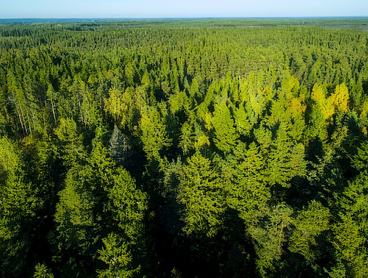 Sahateollisuus: Ennallistamissuunnitelma luo epävarmuutta koko metsäsektorille