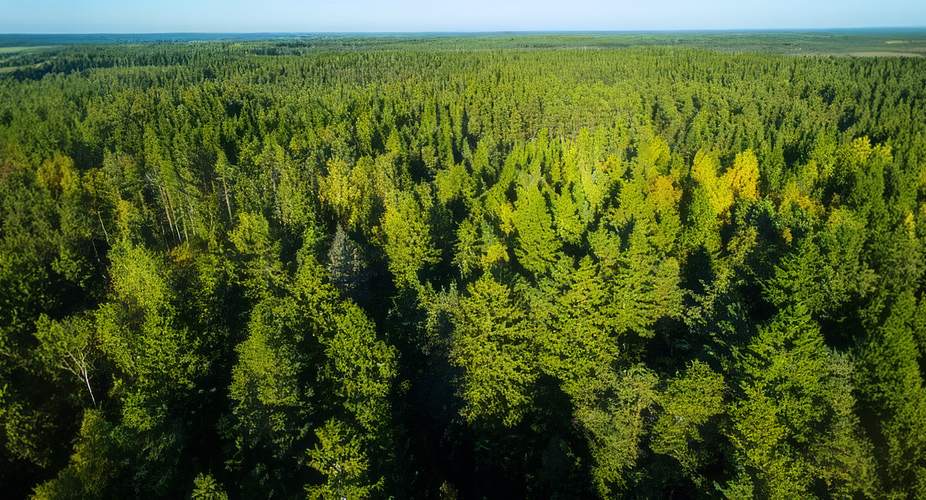 Sahateollisuus: Ennallistamissuunnitelma luo epävarmuutta koko metsäsektorille
