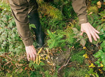 Metsän uudistaminen vaikuttaa koko metsän kiertokulun ajan
