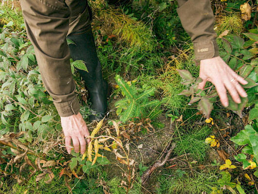 Metsän uudistaminen vaikuttaa koko metsän kiertokulun ajan
