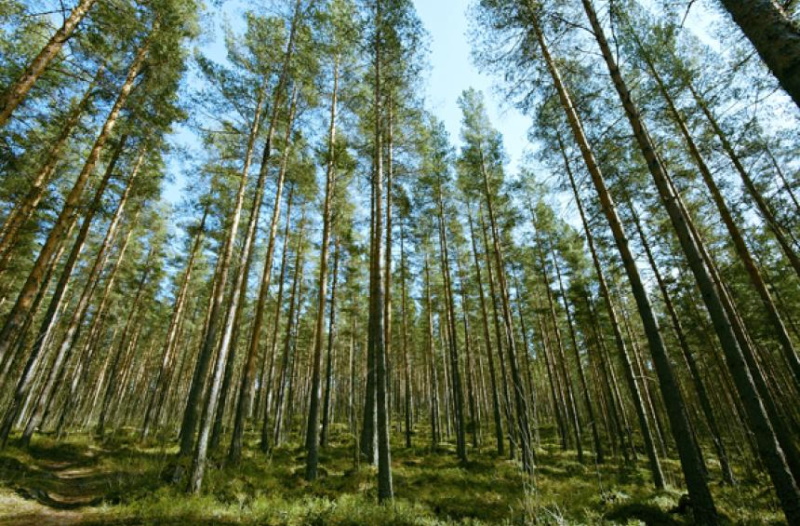 Suomessa on paljon nuoria metsiä, joiden kasvukuntoa voisi vahvistaa harvennuksella. Kuva: Metsäkeskus