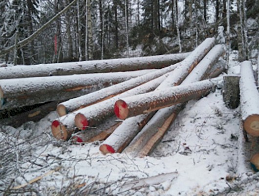 Uudesta vuodesta odotetaan hyvää puukauppavuotta